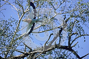 LILAC BREASTED ROLLER coracias caudata, ADULT IN FLIGHT, SOUTH AFRICA