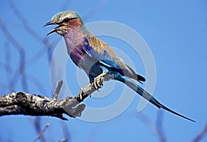Lilac Breasted Roller, coracias caudata, Adult singing, standing on Branch, South Africa