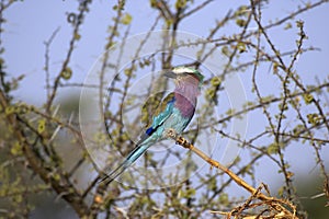 Lilac Breasted Roller, coracias caudata, Adult standing on Branch, Masai Mara Park in Kenya