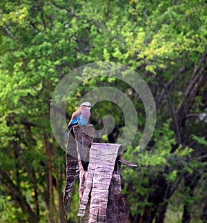 Lilac-breasted roller, Coracias Caudata, African colorful pretty bird