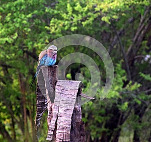 Lilac-breasted roller, Coracias Caudata, African colorful pretty bird