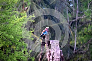 Lilac-breasted roller, Coracias Caudata, African colorful pretty bird