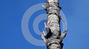 Lilac-breasted roller, Coracias Caudata, African colorful pretty bird on coconutpalm tree