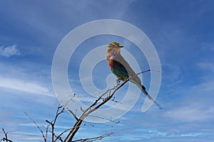 Lilac-breasted Roller, Coracias caudata, is one of the most colorfully colored African birds. Namibia