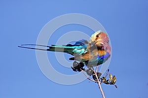 Lilac-breasted Roller Coracias caudata sitting on a bare branch of a tree with a blue background photo