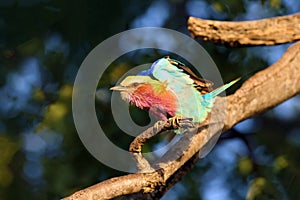 Lilac-breasted Roller (Coracias caudata) sitting on a branch in a dense tree. photo