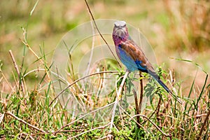 Lilac breasted roller Coracias caudata small beautiful colorful bird in Kenya, Africa