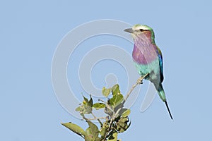 Lilac Breasted Roller (Coracias caudata) South Africa