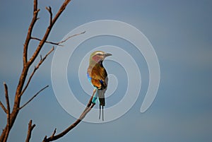 Lilac-breasted Roller (Coracias caudatus)