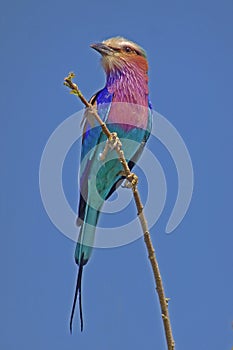 Lilac-breasted Roller Coracias caudatus