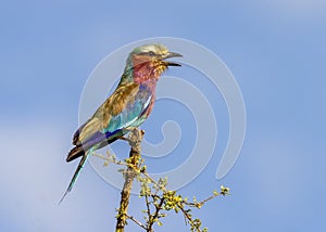 Lilac-breasted roller Coracias caudatus