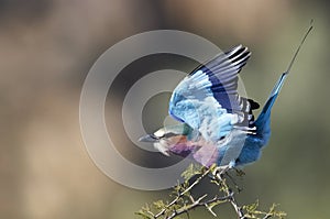 Lilac-breasted Roller (Coracias caudatus)