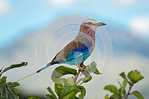 Lilac-breasted Roller - Coracias caudatus