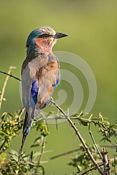 Lilac-breasted Roller - Coracias caudatus