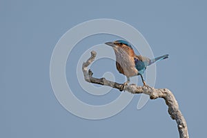 Lilac-breasted roller Coracias caudatus