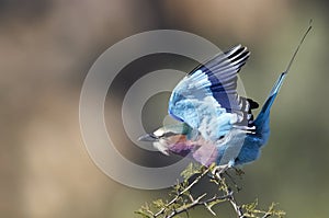 Lilac-breasted Roller (Coracias caudatus)