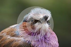 The lilac-breasted roller (Coracias caudatus)