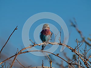 Lilac-breasted Roller (Coracias Caudatus)