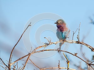 Lilac-breasted Roller (Coracias Caudatus)