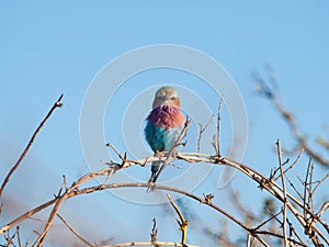 Lilac-breasted Roller (Coracias Caudatus)