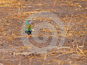 Lilac-breasted Roller (Coracias Caudatus)