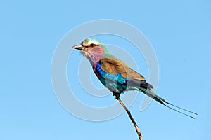 Lilac-breasted Roller (Coracias caudatus)