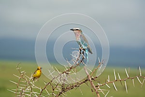 Lilac breasted roller Coracias caudatus Africa Coraciidae Portrait on a tree