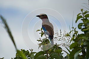 Lilac breasted roller Coracias caudatus Africa Coraciidae Portrait on a tree