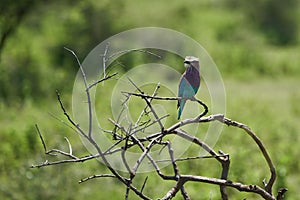 Lilac breasted roller Coracias caudatus Africa Coraciidae Portrait on a tree