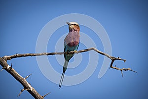 The lilac-breasted roller, Coracias caudatus, is an African bird of the roller family, Coraciidae, Southern Africa.