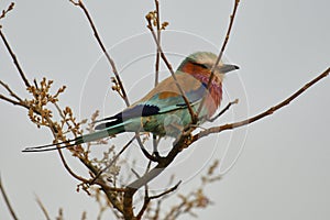 Lilac-breasted Roller Coracias caudatus African wildlife