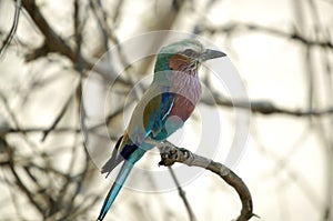 Lilac Breasted Roller (Coracias Caudatus), Botswana's national bird