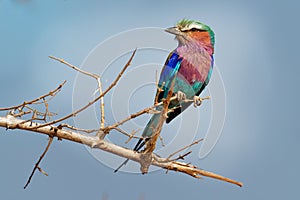 Lilac-breasted Roller - Coracias caudatus - colorful magenta, blue, green bird in Africa, widely distributed in sub-Saharan Africa