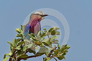 Lilac-breasted Roller - Coracias caudatus - colorful magenta, blue, green bird in Africa, widely distributed in sub-Saharan Africa