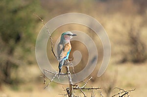 Lilac-breasted Roller, (Coracias caudatus), Etosha