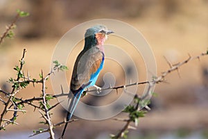 Lilac-breasted Roller, (Coracias caudatus), Etosha