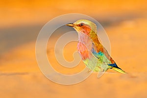 Lilac-breasted roller, Coracias caudatus, head with blue sky. Pink and blue animal. Evening sunset with bird on the tree.