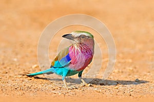 Lilac-breasted roller, Coracias caudatus, head with blue sky. Pink and blue animal. Evening sunset with bird on the tree.