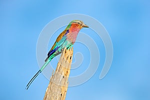 Lilac-breasted roller, Coracias caudatus, head with blue sky. Pink and blue animal from nature on spiny thorny branch. Beautiful