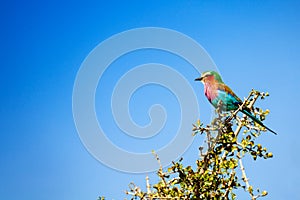 Lilac breasted roller Coracias caudatus in Kenya