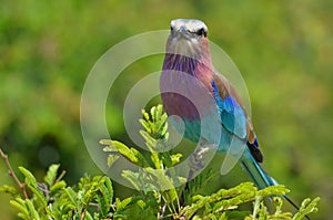 Lilac-breasted Roller (Coracias caudatus) in Kruger National Park.