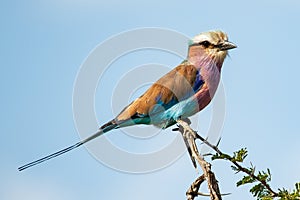 Lilac-breasted roller Coracias caudatus, Kruger National Park, South Africa