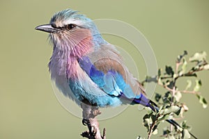 The lilac-breasted roller (Coracias caudatus) in Kruger National Park, South Africa