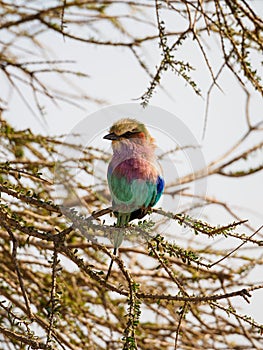 Lilac-breasted roller, Coracias caudatus. Madikwe Game Reserve, South Africa