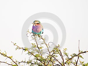 Lilac-breasted roller, Coracias caudatus. Madikwe Game Reserve, South Africa