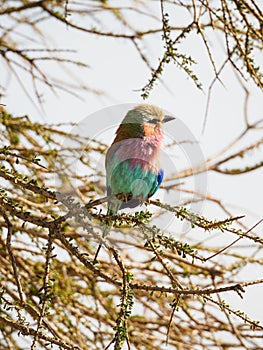 Lilac-breasted roller, Coracias caudatus. Madikwe Game Reserve, South Africa