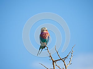 Lilac-breasted roller, Coracias caudatus. Madikwe Game Reserve, South Africa