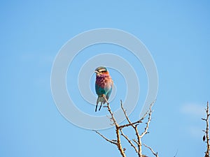 Lilac-breasted roller, Coracias caudatus. Madikwe Game Reserve, South Africa