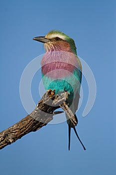 A Lilac-breasted Roller Coracias caudatus perched on a tree