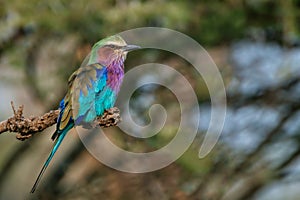 Lilac-breasted roller or Coracias caudatus